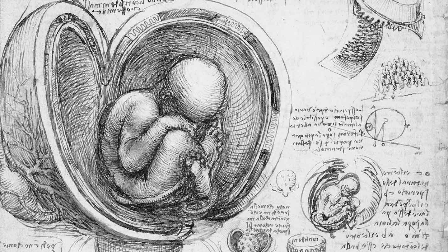 leonardo-da-vinci-studies-fetus-womb